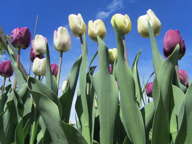 tulips loving the weather Vernon, British Columbia Canada