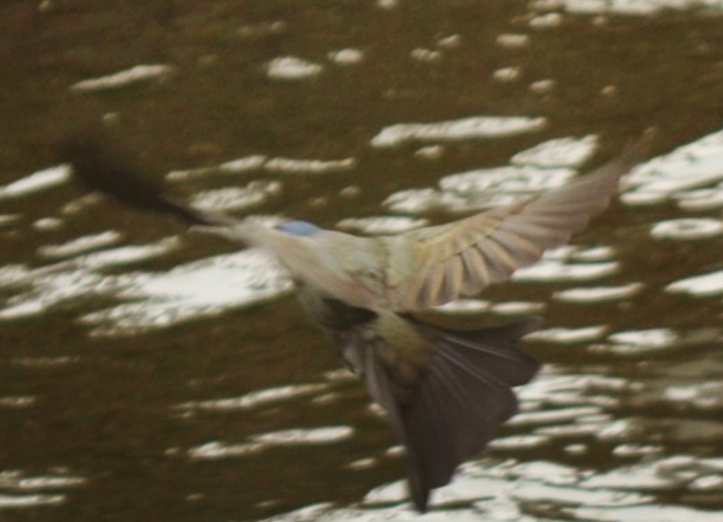 Bird landing on water Trenton, Ontario Canada