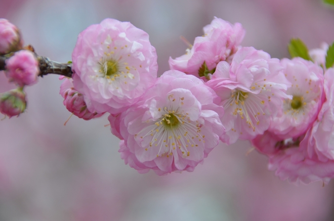 cherry flower Merritt, British Columbia Canada
