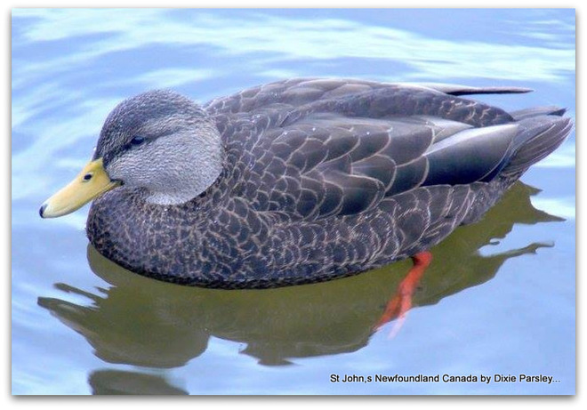 Duck at Bowring park St. John's, Newfoundland and Labrador Canada