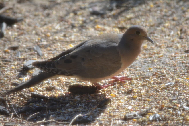 Mourning Dove! St. Catharines, Ontario Canada