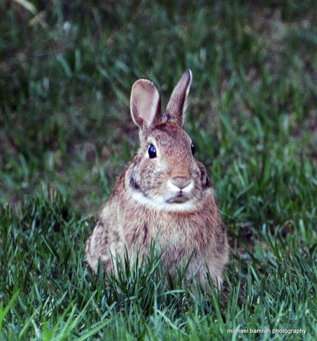 call me Bunny Whitby, Ontario Canada