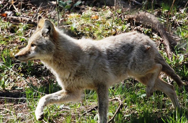 Coyote in the wild Oakville, Ontario Canada