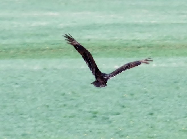 turkey vulture flying away Fauquier, British Columbia Canada