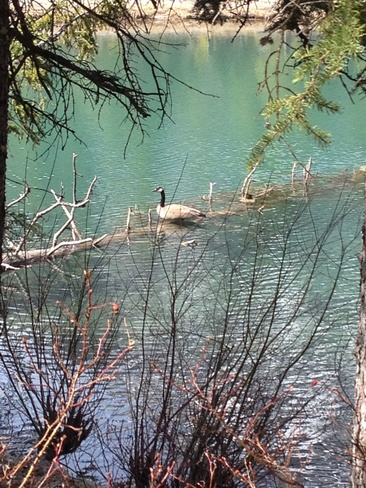 goose on a log... Kananaskis, Alberta Canada