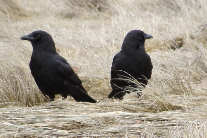 Two American Crows Looking Out Chester, Nova Scotia Canada
