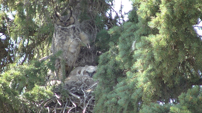 Irricana Baby Owls Irricana, Alberta Canada