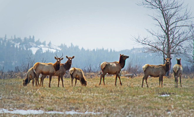 Waterton Elk Herd Lethbridge, Alberta Canada