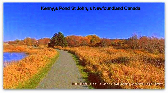 Nature at Kenys pond St. John's, Newfoundland and Labrador Canada