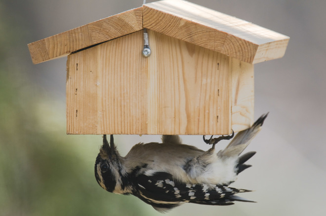 Mangeoire artisanale pour petits oiseaux et pic bois Saint-Colomban, Quebec Canada