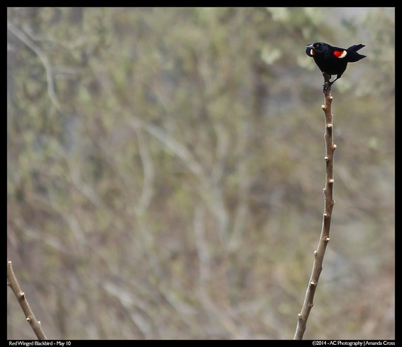 Red Winged Blackbird Cornwall, Ontario Canada