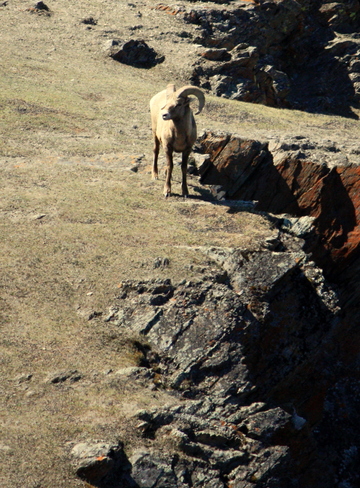 Big Horn Sheep Jasper, Alberta Canada
