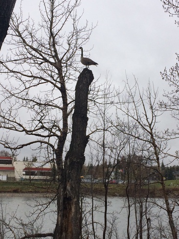 Canada goose in a tree Calgary, Alberta Canada