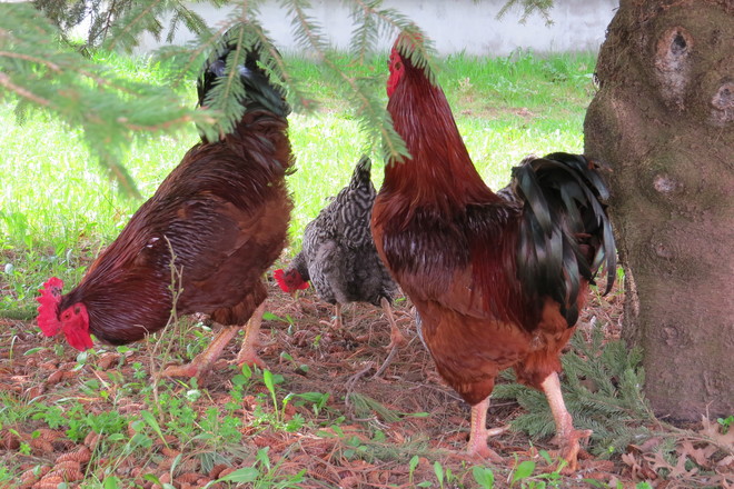 Rhode Island Red Roosters & Barred Rocks Wolfville, Nova Scotia Canada