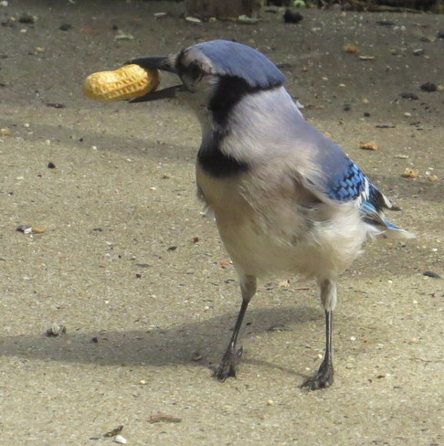 bluejay and his peanut Jersey City, New Jersey United States