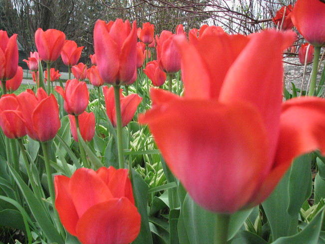 Tulips North York, Ontario Canada