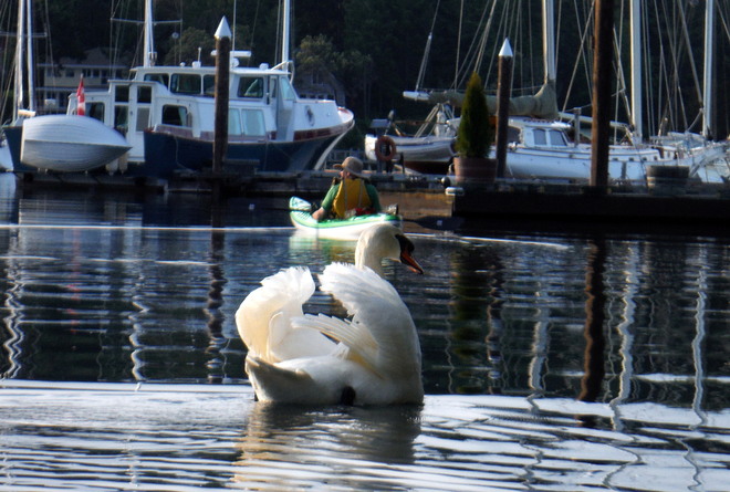 Mute swan at Canoe Cove 