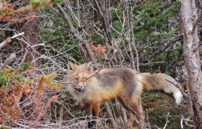 A Fox in Holyrood NL last evening St. John's, Newfoundland and Labrador Canada