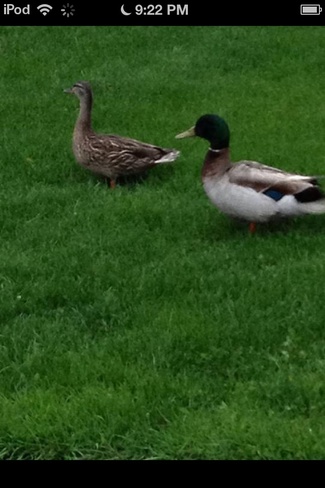 Duck walk Bradford, Ontario Canada