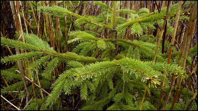 Sheriff Creek, wet pine among tall grasses. Elliot Lake, Ontario Canada