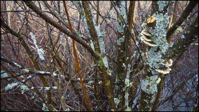 Sheriff Creek, wet encrusted tree. Elliot Lake, Ontario Canada