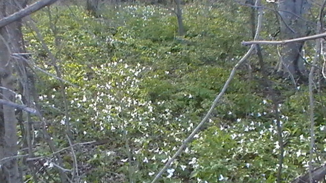 White Trilliums in Backyard West Lorne, ON