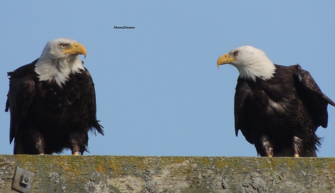 Eagles Perch Delta, British Columbia Canada