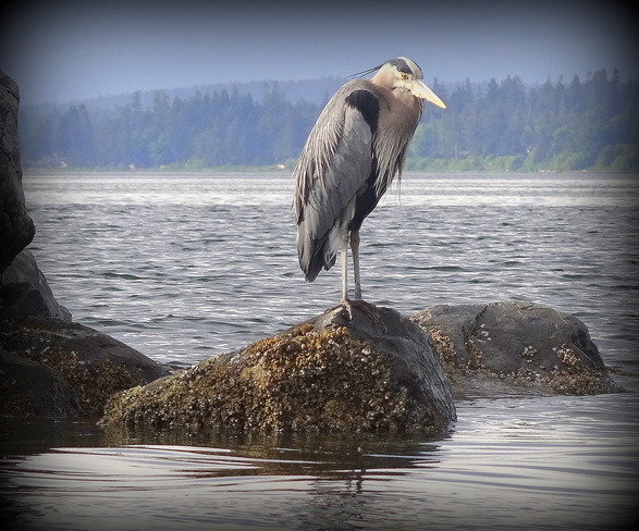 A heron expecting a toll at the mouth of the Comox Marina Harbour Fishermans Wharf Boardwalk, Comox, BC, Canada