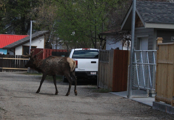Back Alley Elk Jasper, AB