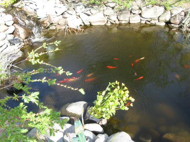 Little pond, beautiful fish Kingston, Nova Scotia
