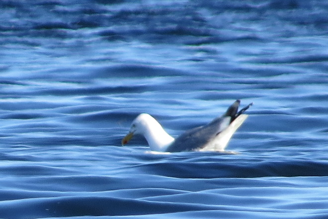 Herring Gull Ready To Dive Chester, NS