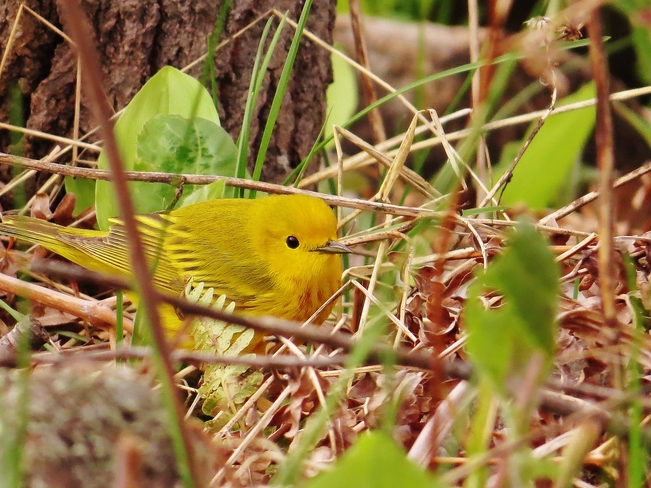 A happy Yellow Warbler enjoying the evening. North Bay, ON