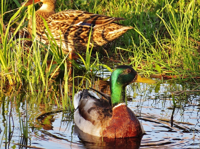 Mallard Drake relaxes while female 'digs'. North Bay, ON