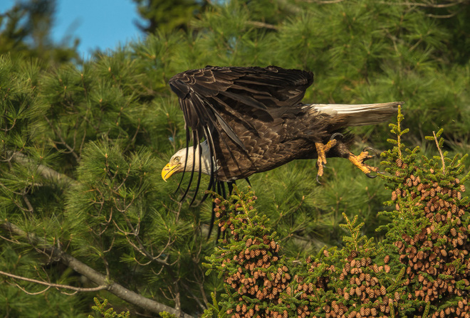Bald Eagle Launching from a Tree 16-120 Aboiteau Road, Pugwash Junction, NS B0K 1M0, Canada