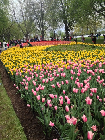 ottawa tulip festival Ottawa, Ontario Canada