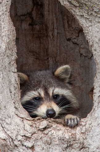 Raccoon in A Tree Singhampton, ON