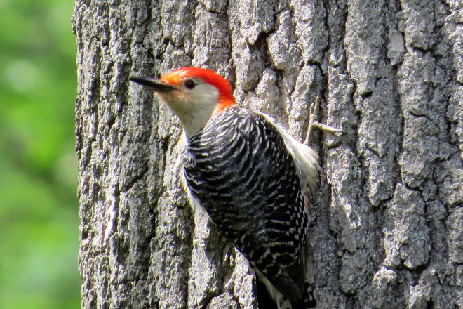 red bellied woodpecker Somerset, NJ, United States