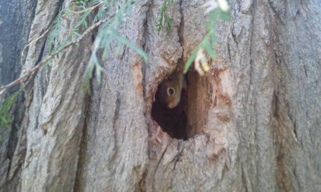 baby red squirrels in old tree on top of hill Owen Sound, Ontario Canada