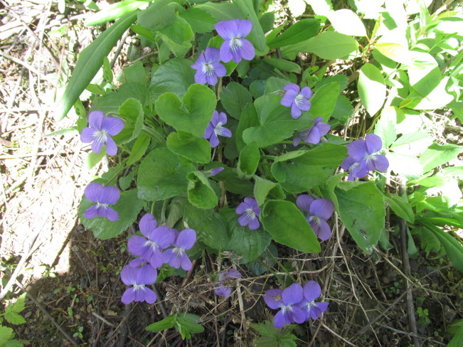 Beautiful Blue Violets Moncton, NB