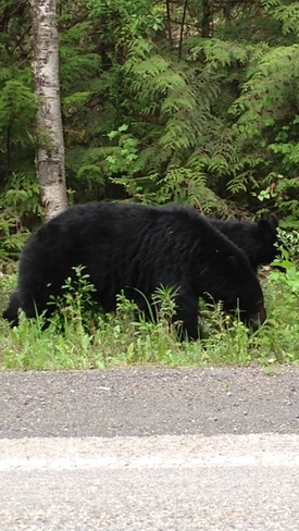 black bear New Aiyansh 1, British Columbia Canada