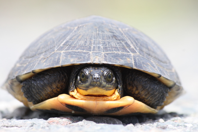 The Endangered Blanding Turtle Garson, Greater Sudbury, ON