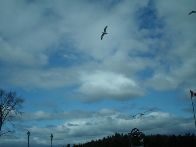 Blue Sky/White Clouds/Sea Gulls Play in Wind Elliot Lake, Ontario Canada
