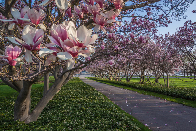 Magnolia Blossoms Niagara Falls, ON