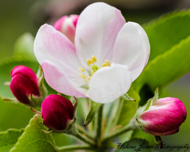 apple blossom 2014 Moncton, NB