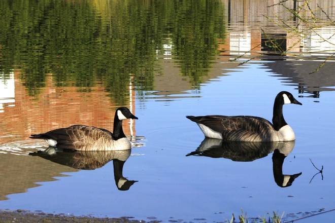 Canada Geese and reflection Richmond Hill, ON