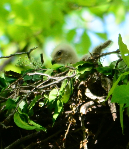 There are signs of life in the nest. Laval, QC