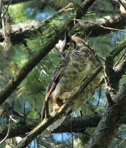 Great Horned Owl Whitby, ON