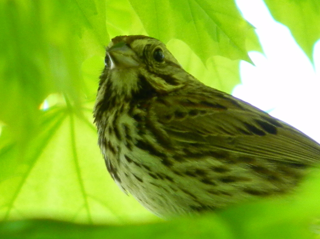 Bird singing it's heart out in a beautiful tree. Bradford West Gwillimbury, ON