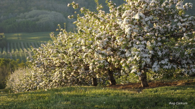 Apple Blossom Time in Annapolis Valley, Nova Scotia Delhaven, NS