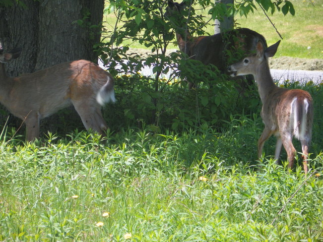 Deer Fredericton, NB